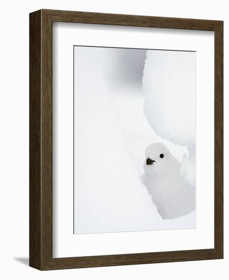 Female Willow Grouse - Ptarmigan (Lagopus Lagopus) Looking Out From Behind Snow-Markus Varesvuo-Framed Photographic Print