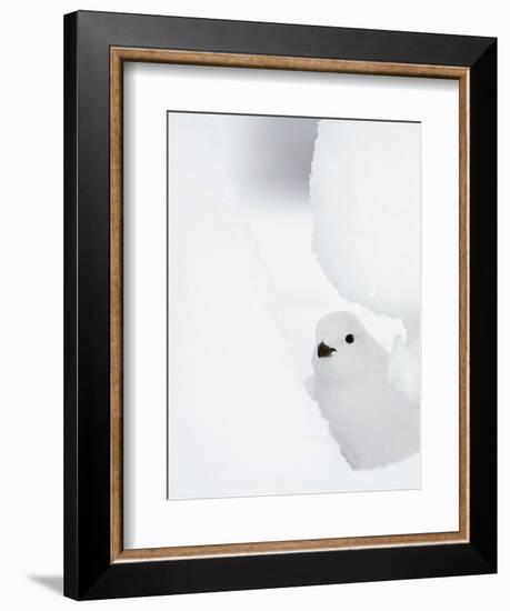 Female Willow Grouse - Ptarmigan (Lagopus Lagopus) Looking Out From Behind Snow-Markus Varesvuo-Framed Photographic Print