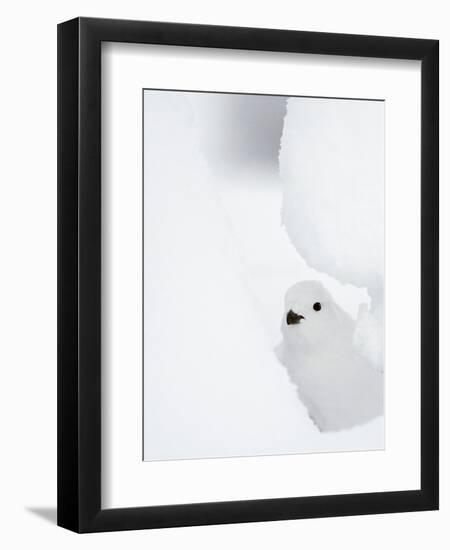 Female Willow Grouse - Ptarmigan (Lagopus Lagopus) Looking Out From Behind Snow-Markus Varesvuo-Framed Photographic Print
