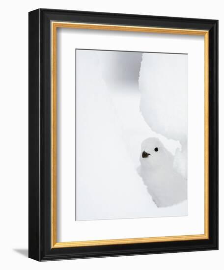 Female Willow Grouse - Ptarmigan (Lagopus Lagopus) Looking Out From Behind Snow-Markus Varesvuo-Framed Photographic Print