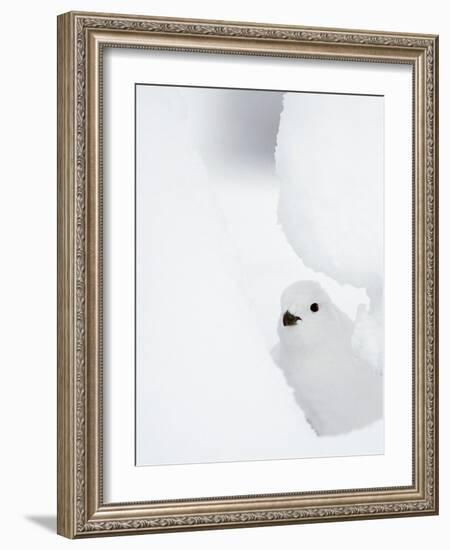 Female Willow Grouse - Ptarmigan (Lagopus Lagopus) Looking Out From Behind Snow-Markus Varesvuo-Framed Photographic Print