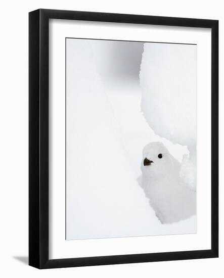 Female Willow Grouse - Ptarmigan (Lagopus Lagopus) Looking Out From Behind Snow-Markus Varesvuo-Framed Photographic Print