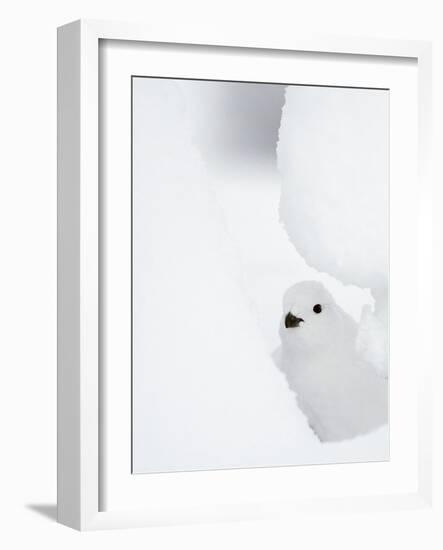 Female Willow Grouse - Ptarmigan (Lagopus Lagopus) Looking Out From Behind Snow-Markus Varesvuo-Framed Photographic Print