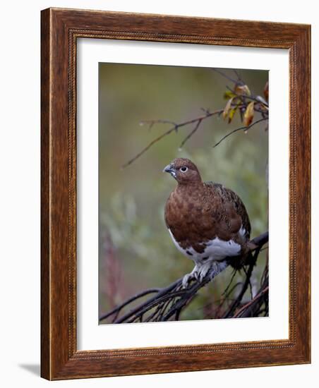 Female Willow Ptarmigan, Denali National Park and Preserve, Alaska, United States of America-James Hager-Framed Photographic Print