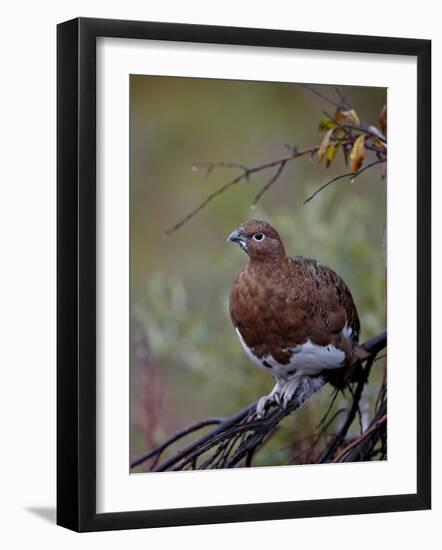 Female Willow Ptarmigan, Denali National Park and Preserve, Alaska, United States of America-James Hager-Framed Photographic Print