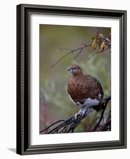 Female Willow Ptarmigan, Denali National Park and Preserve, Alaska, United States of America-James Hager-Framed Photographic Print