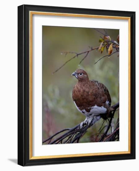 Female Willow Ptarmigan, Denali National Park and Preserve, Alaska, United States of America-James Hager-Framed Photographic Print