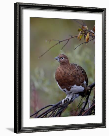 Female Willow Ptarmigan, Denali National Park and Preserve, Alaska, United States of America-James Hager-Framed Photographic Print