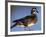 Female Wood Duck-Michael DeFreitas-Framed Photographic Print