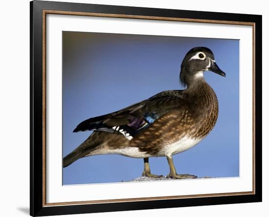 Female Wood Duck-Michael DeFreitas-Framed Photographic Print