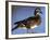 Female Wood Duck-Michael DeFreitas-Framed Photographic Print