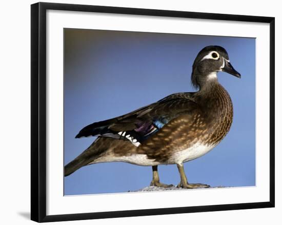 Female Wood Duck-Michael DeFreitas-Framed Photographic Print