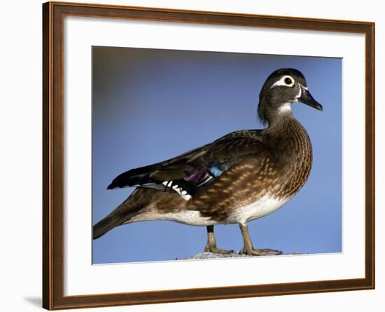 Female Wood Duck-Michael DeFreitas-Framed Photographic Print