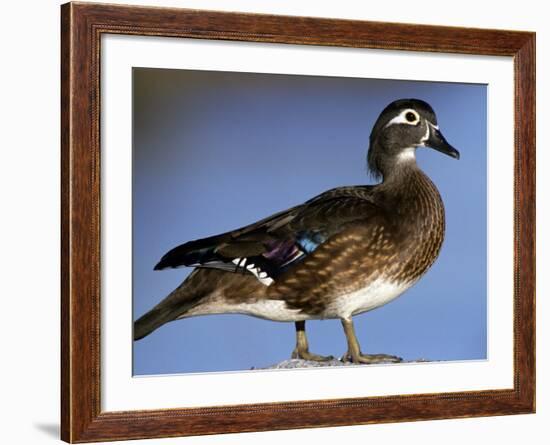 Female Wood Duck-Michael DeFreitas-Framed Photographic Print