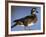 Female Wood Duck-Michael DeFreitas-Framed Photographic Print