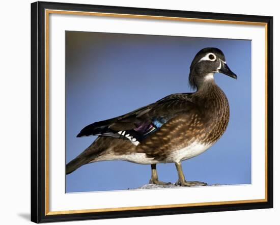 Female Wood Duck-Michael DeFreitas-Framed Photographic Print