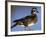 Female Wood Duck-Michael DeFreitas-Framed Photographic Print