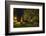 Femeiche' the Court Tree at Night-Solvin Zankl-Framed Photographic Print