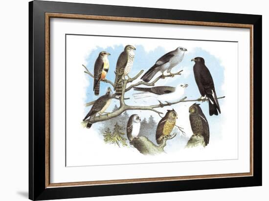 Femerol and Richardson's Falcons, Isabella Hawk, Acadian Owl-Theodore Jasper-Framed Art Print