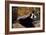 Femme aux éventails-Edouard Manet-Framed Giclee Print