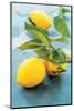 Femminello Lemon of Gargano Igp-null-Mounted Photographic Print