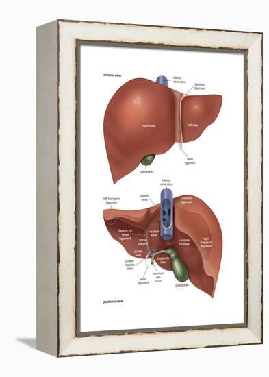 Femur - Anterior View. Skeletal System, Human Anatomy-Encyclopaedia Britannica-Framed Stretched Canvas