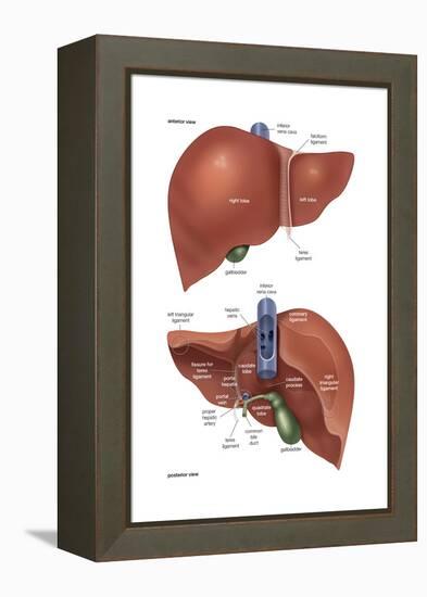 Femur - Anterior View. Skeletal System, Human Anatomy-Encyclopaedia Britannica-Framed Stretched Canvas