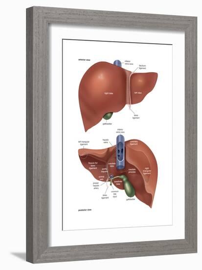 Femur - Anterior View. Skeletal System, Human Anatomy-Encyclopaedia Britannica-Framed Art Print