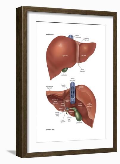 Femur - Anterior View. Skeletal System, Human Anatomy-Encyclopaedia Britannica-Framed Art Print