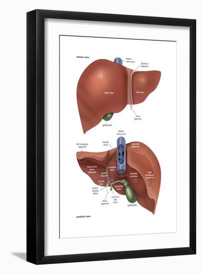 Femur - Anterior View. Skeletal System, Human Anatomy-Encyclopaedia Britannica-Framed Art Print