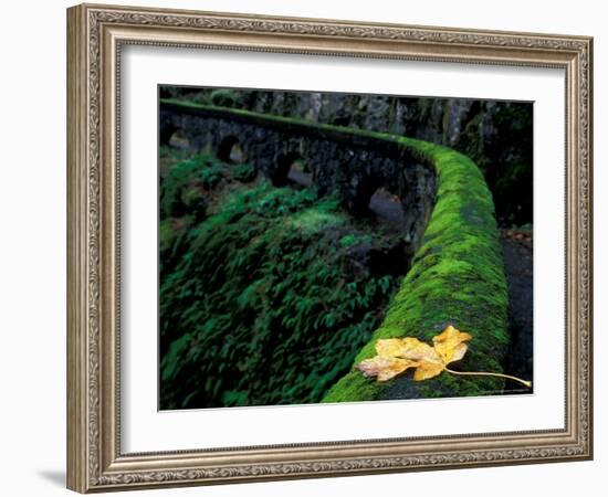 Fence Along Path to Shepherd's Dell Falls, Columbia River Gorge National Scenic Area, Oregon, USA-Brent Bergherm-Framed Photographic Print