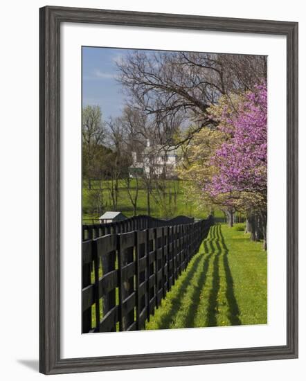 Fence and Dogwood and Redbud Trees in Early Spring, Lexington, Kentucky, Usa-Adam Jones-Framed Photographic Print