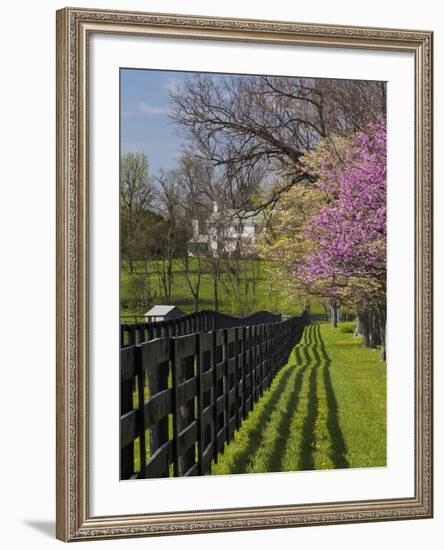 Fence and Dogwood and Redbud Trees in Early Spring, Lexington, Kentucky, Usa-Adam Jones-Framed Photographic Print