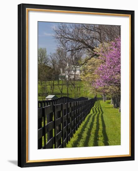 Fence and Dogwood and Redbud Trees in Early Spring, Lexington, Kentucky, Usa-Adam Jones-Framed Photographic Print