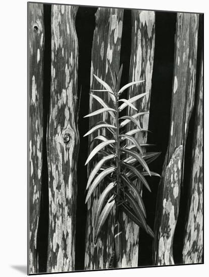 Fence and Plant, 1951-Brett Weston-Mounted Premium Photographic Print