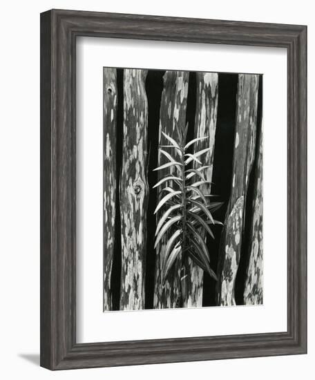 Fence and Plant, 1951-Brett Weston-Framed Photographic Print