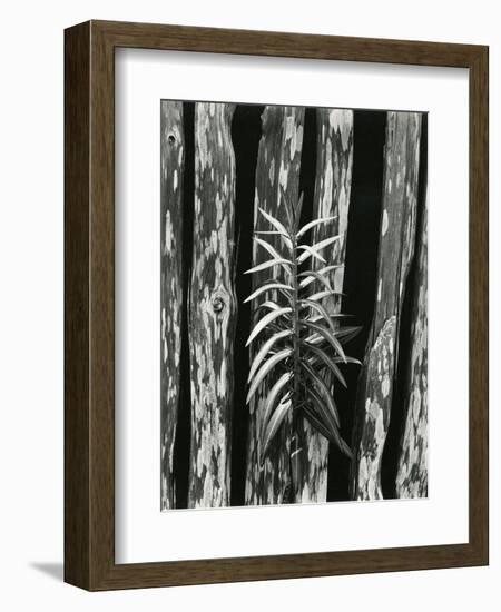 Fence and Plant, 1951-Brett Weston-Framed Photographic Print
