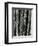 Fence and Plant, 1951-Brett Weston-Framed Photographic Print