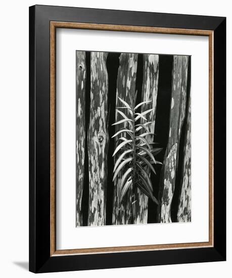 Fence and Plant, 1951-Brett Weston-Framed Photographic Print