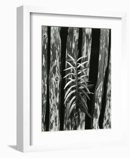 Fence and Plant, 1951-Brett Weston-Framed Photographic Print