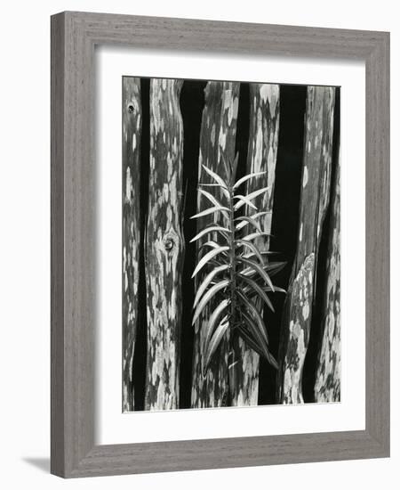 Fence and Plant, 1951-Brett Weston-Framed Photographic Print