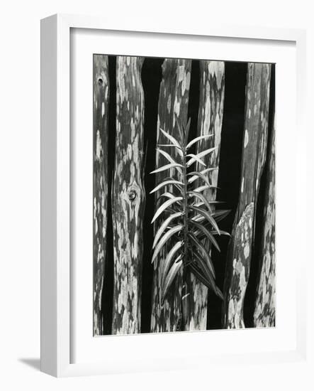 Fence and Plant, 1951-Brett Weston-Framed Photographic Print