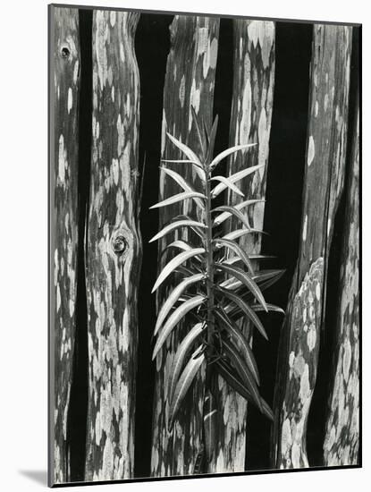 Fence and Plant, 1951-Brett Weston-Mounted Photographic Print