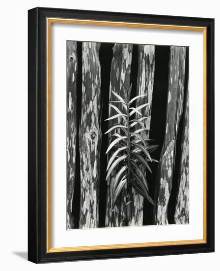 Fence and Plant, 1951-Brett Weston-Framed Photographic Print