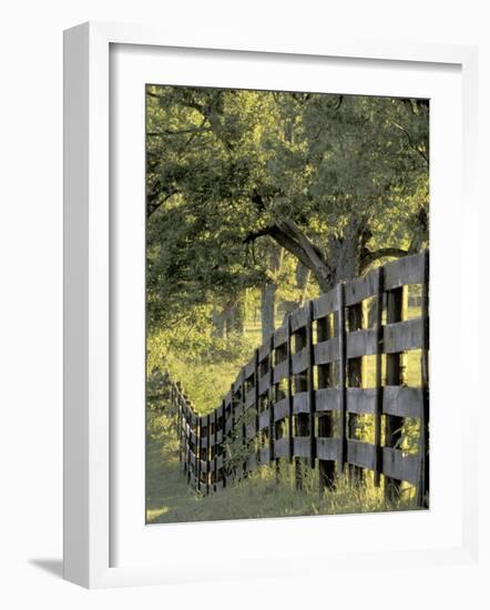 Fence at Sunrise, Bluegrass Region, Lexington, Kentucky, USA-Adam Jones-Framed Photographic Print