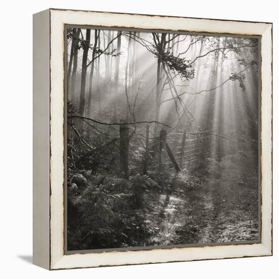 Fence, Parkland Woods 1985 From the Secret Forest Of Dean Series-Fay Godwin-Framed Premier Image Canvas