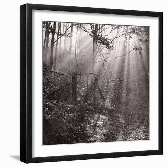 Fence, Parkland Woods 1985 From the Secret Forest Of Dean Series-Fay Godwin-Framed Giclee Print