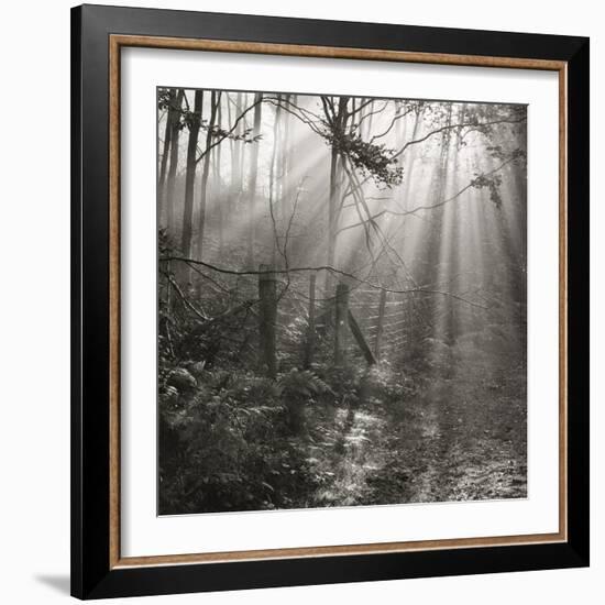 Fence, Parkland Woods 1985 From the Secret Forest Of Dean Series-Fay Godwin-Framed Giclee Print