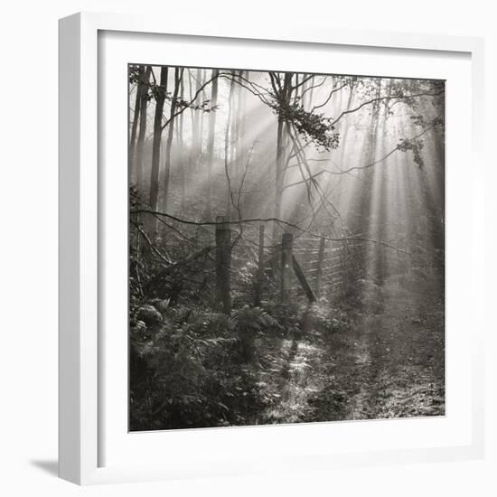 Fence, Parkland Woods 1985 From the Secret Forest Of Dean Series-Fay Godwin-Framed Giclee Print