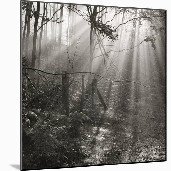 Fence, Parkland Woods 1985 From the Secret Forest Of Dean Series-Fay Godwin-Mounted Giclee Print